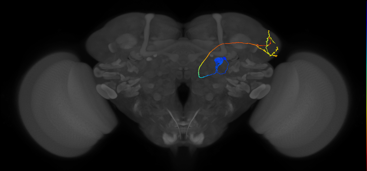 DL3_lPN_R (FlyEM-HB:1609883245)
