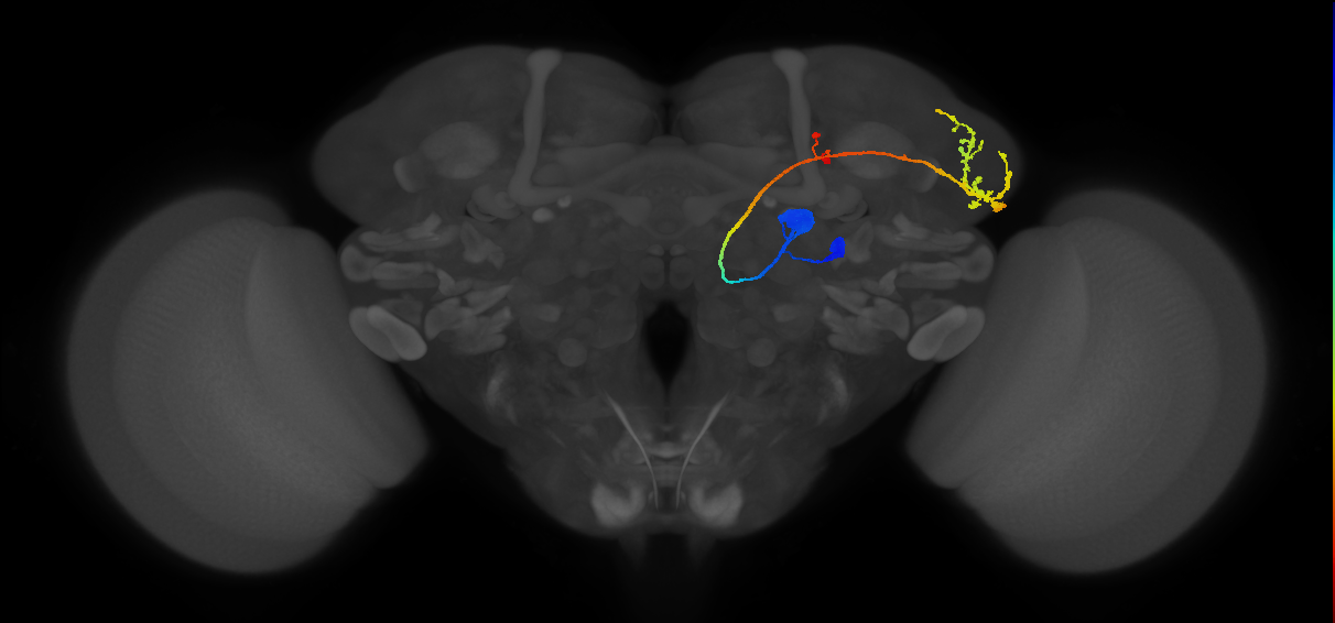 DL3_lPN_R (FlyEM-HB:1609542060)
