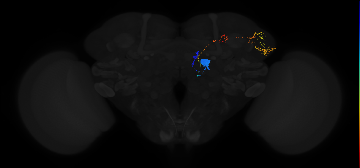 adult antennal lobe projection neuron DL5 adPN