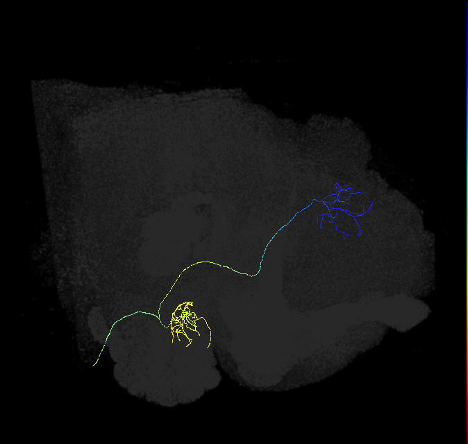 adult antennal lobe projection neuron DM4 vPN