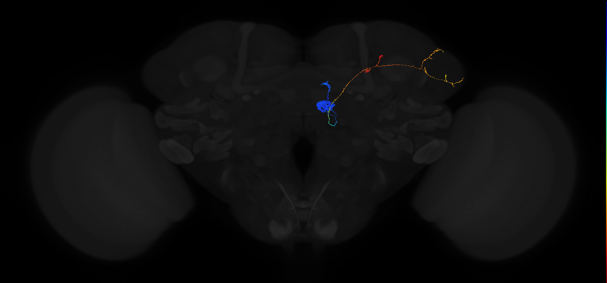 adult antennal lobe projection neuron DM6 adPN