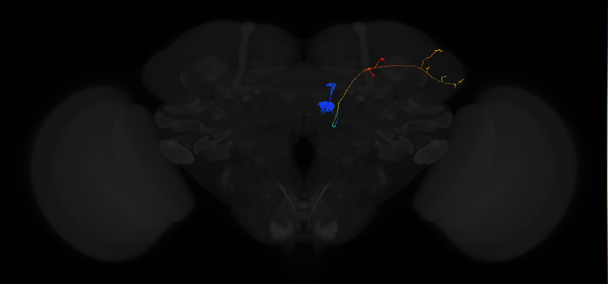 adult antennal lobe projection neuron DM6 adPN