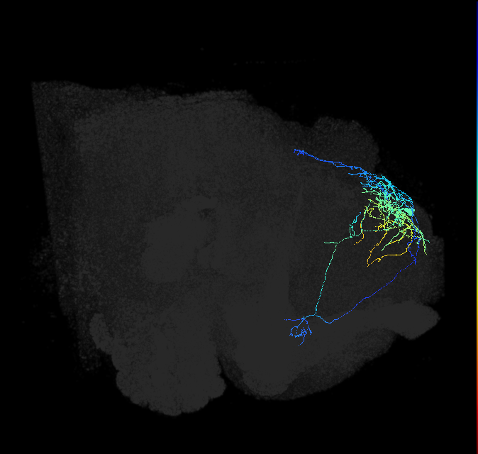 DN1pB_R (FlyEM-HB:5813071319)