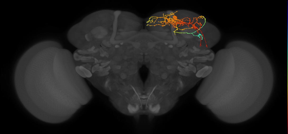 DN1pB_R (FlyEM-HB:5813071319)