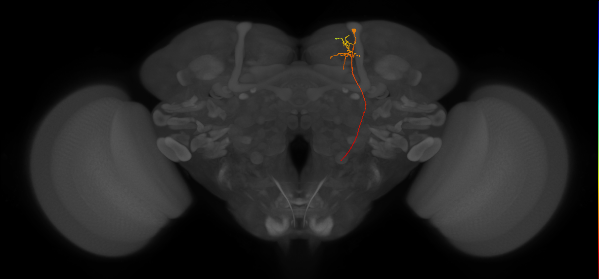 DNES1_R (FlyEM-HB:603477954)