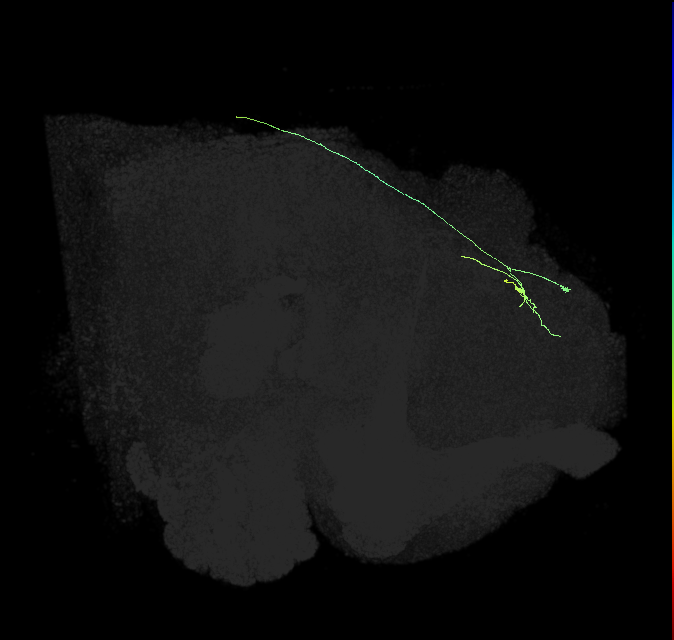 DNES1_R (FlyEM-HB:603478303)