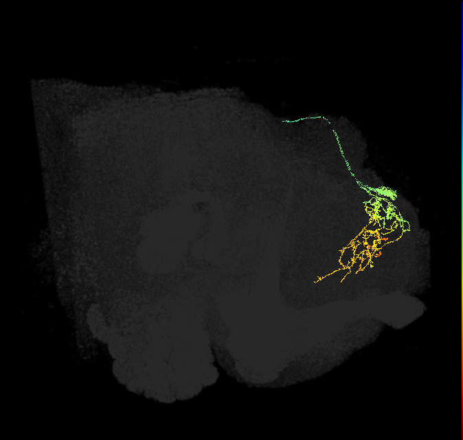 DNES3_R (FlyEM-HB:418645869)