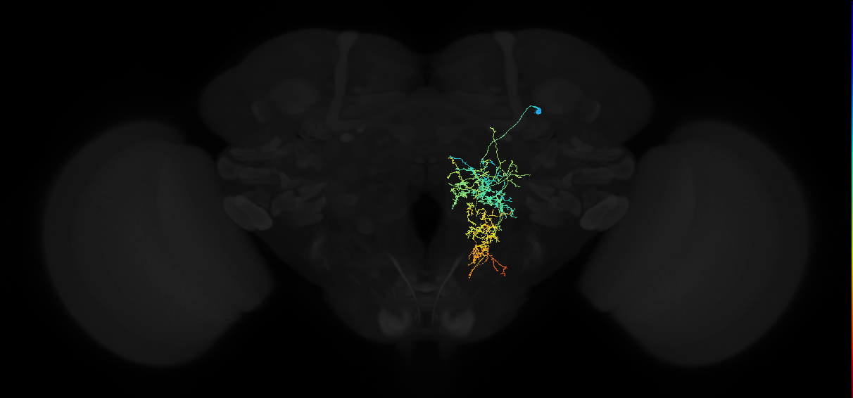 descending neuron of the anterior dorsal brain DNa01
