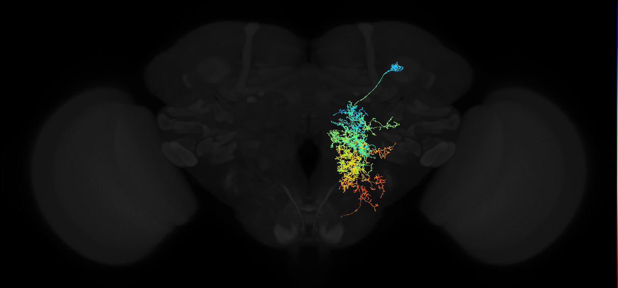 descending neuron of the anterior dorsal brain DNa02