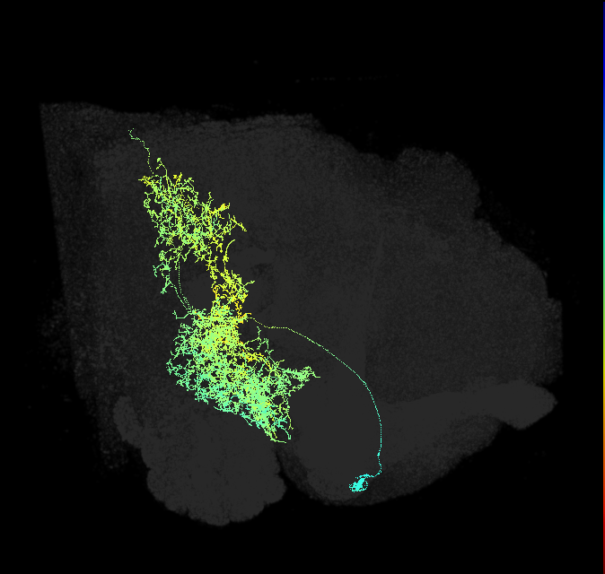descending neuron of the anterior dorsal brain DNa03
