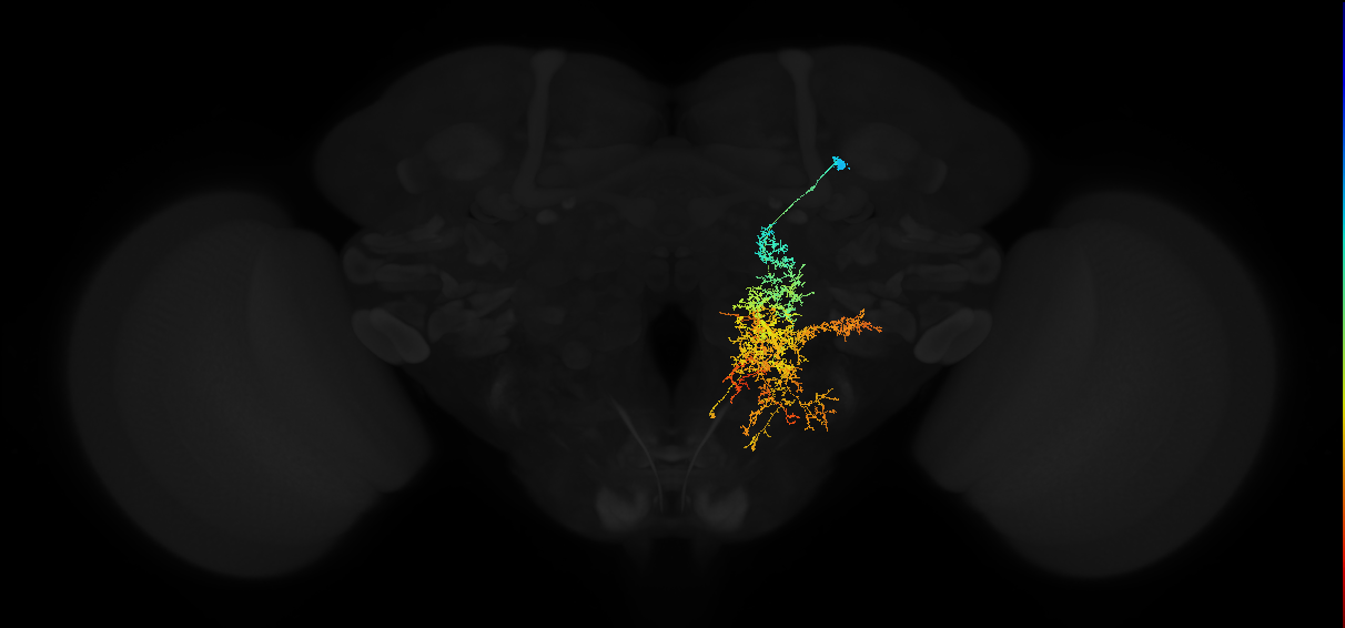 descending neuron of the anterior dorsal brain DNa04