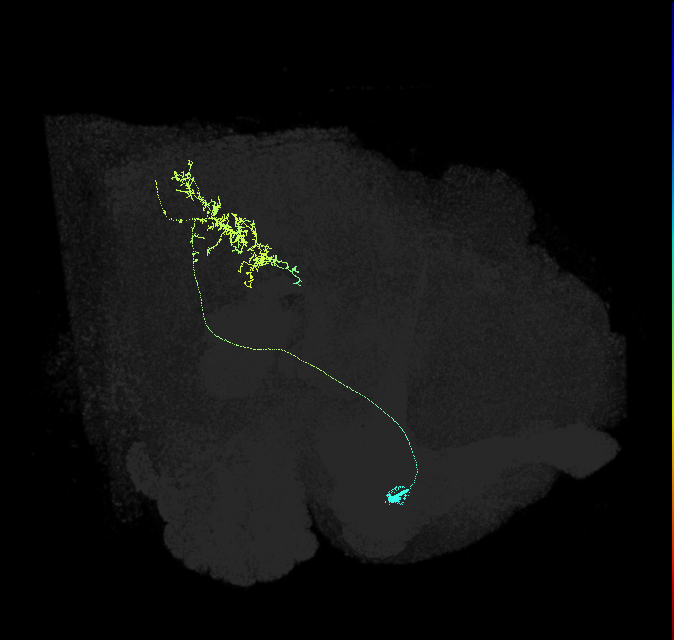descending neuron of the anterior dorsal brain DNa05