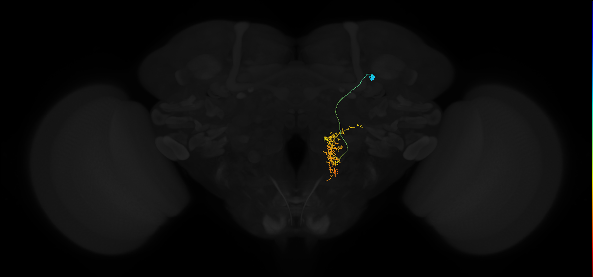descending neuron of the anterior dorsal brain DNa05