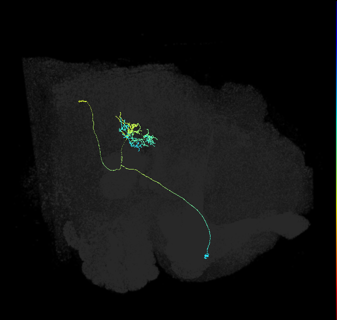descending neuron of the anterior dorsal brain DNa07