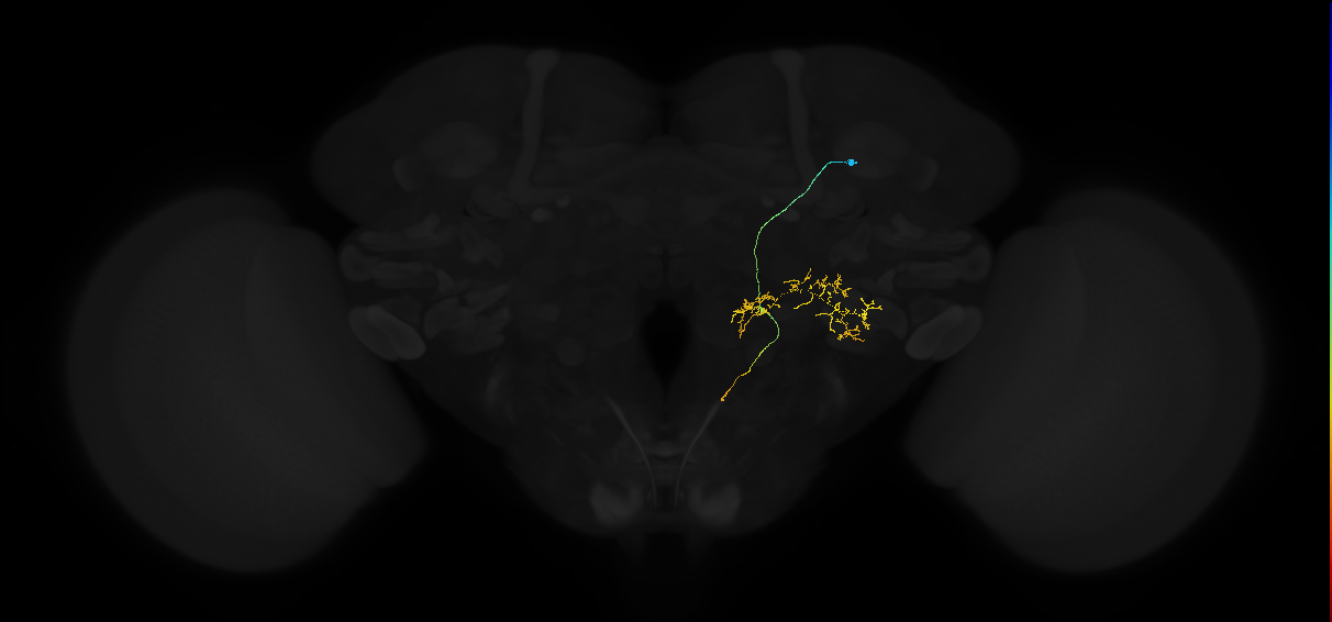descending neuron of the anterior dorsal brain DNa07