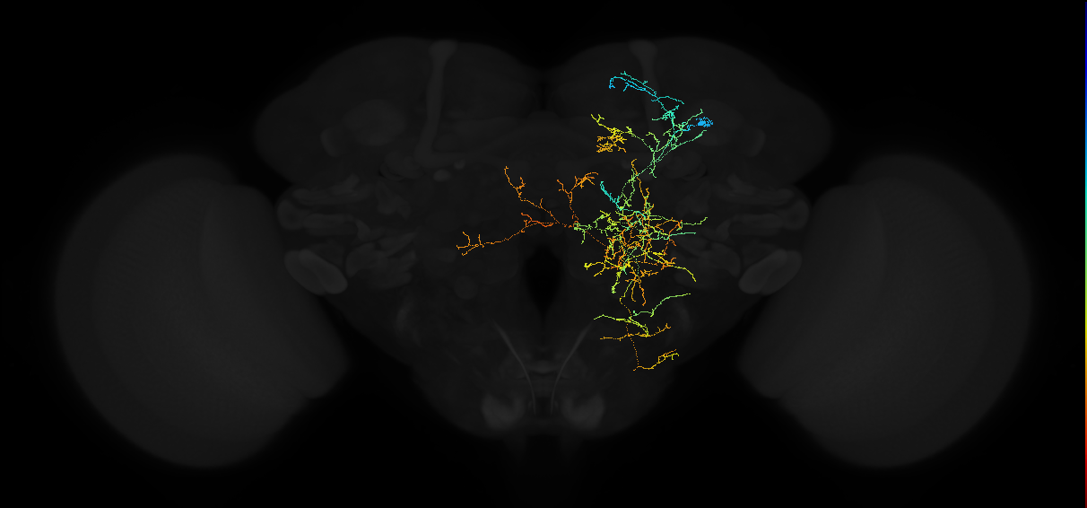 descending neuron of the anterior dorsal brain DNa08