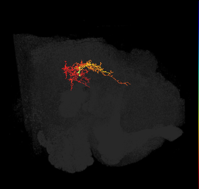 descending neuron of the anterior dorsal brain