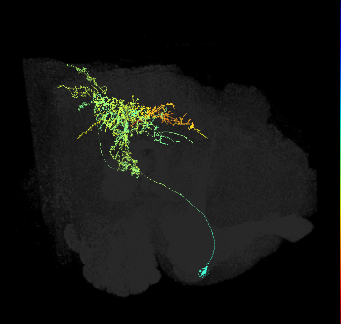 descending neuron of the anterior dorsal brain DNa09