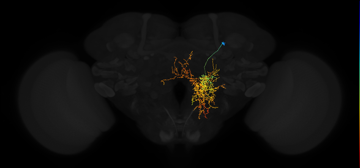 descending neuron of the anterior dorsal brain