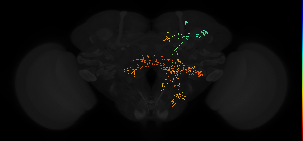 descending neuron of the posterior brain DNp10