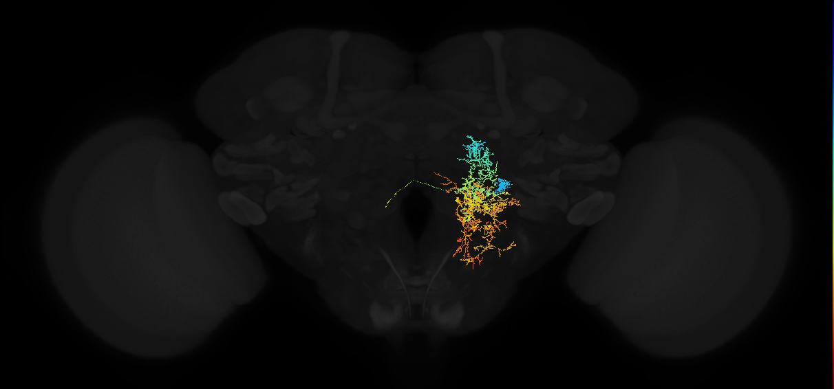 descending neuron of the anterior ventral brain DNb01