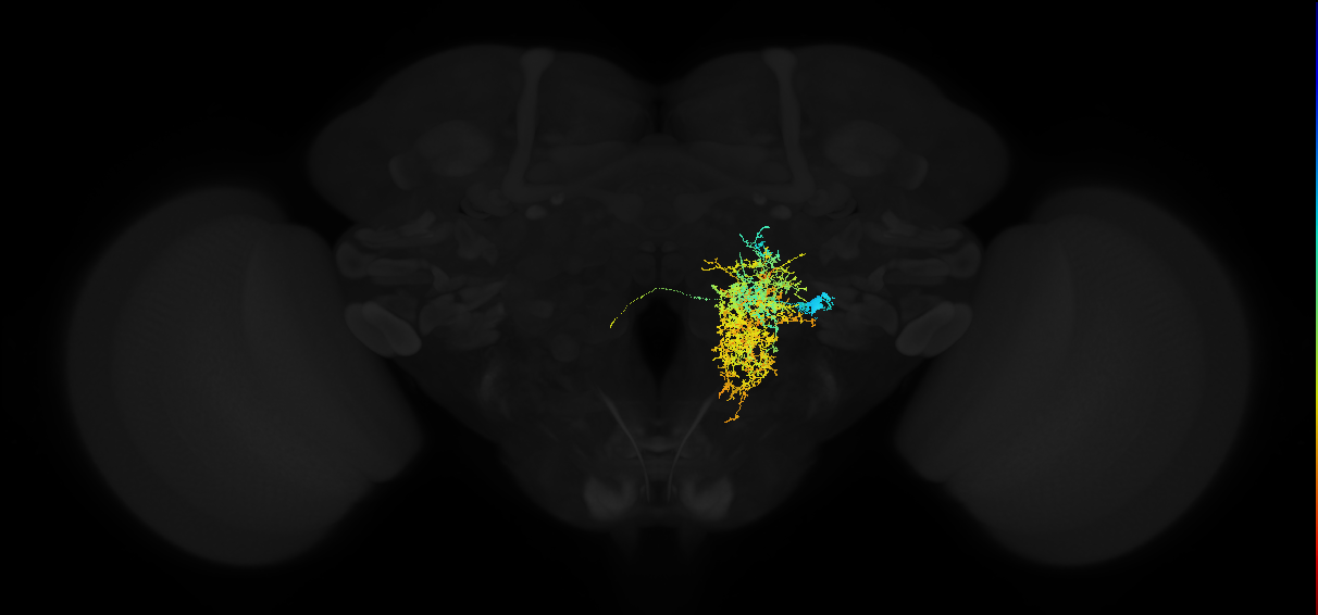 descending neuron of the anterior ventral brain DNb01