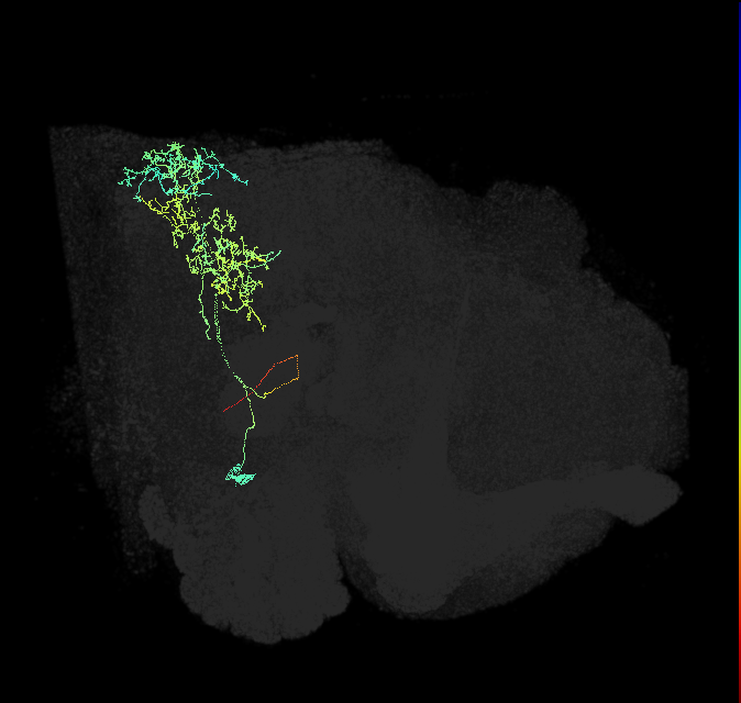 descending neuron of the anterior ventral brain DNb02
