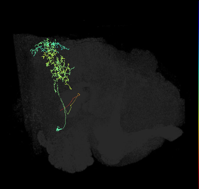 descending neuron of the anterior ventral brain DNb02