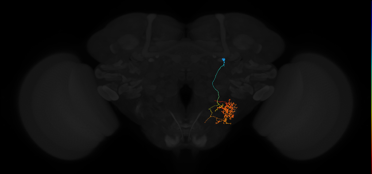 descending neuron of the anterior ventral brain