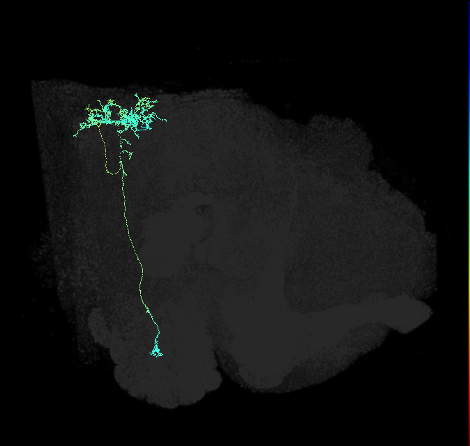 descending neuron of the anterior ventral brain DNb03