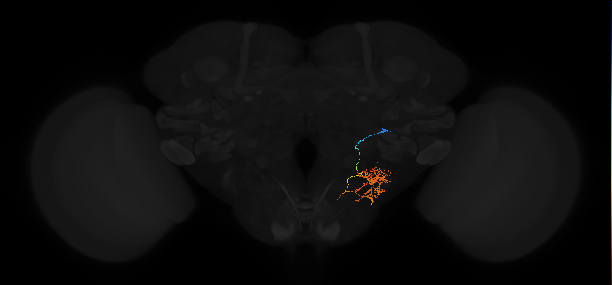 descending neuron of the anterior ventral brain
