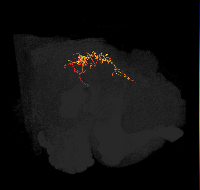 descending neuron of the anterior ventral brain DNb04