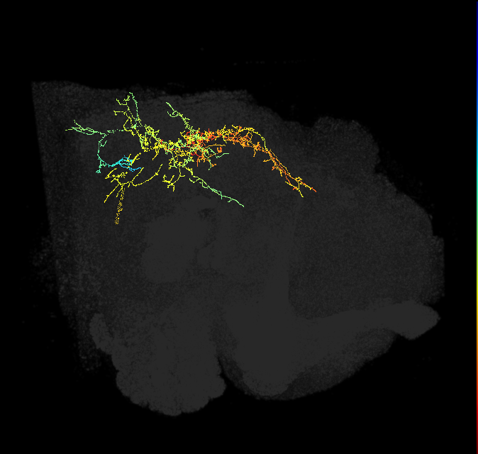 descending neuron of the anterior ventral brain DNb04
