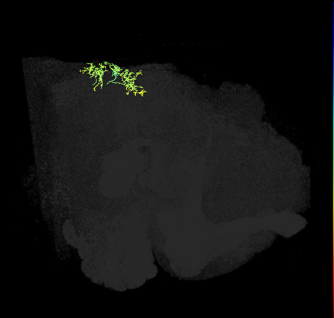 descending neuron of the anterior ventral brain DNb06
