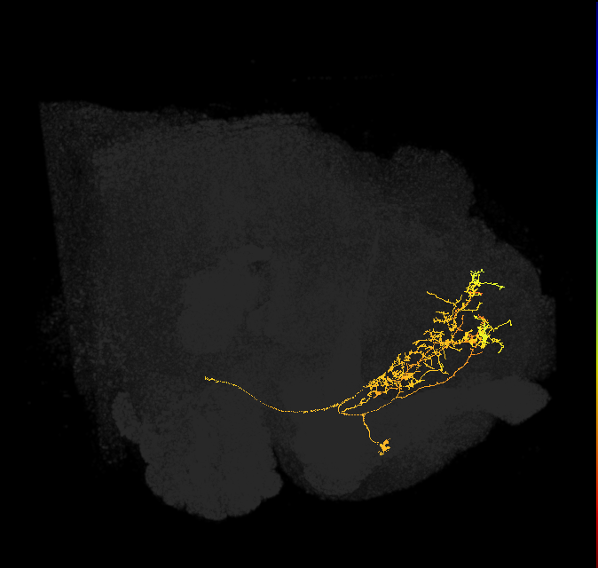DNd01_R (FlyEM-HB:5813020864)