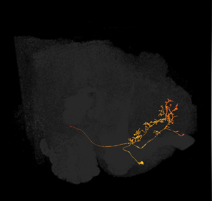 DNd01_L (FlyEM-HB:5813077405)