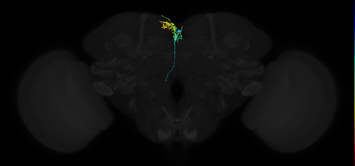 descending neuron of the outside anterior cluster