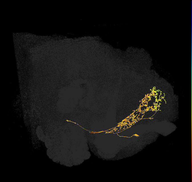 descending neuron of the outside anterior cluster