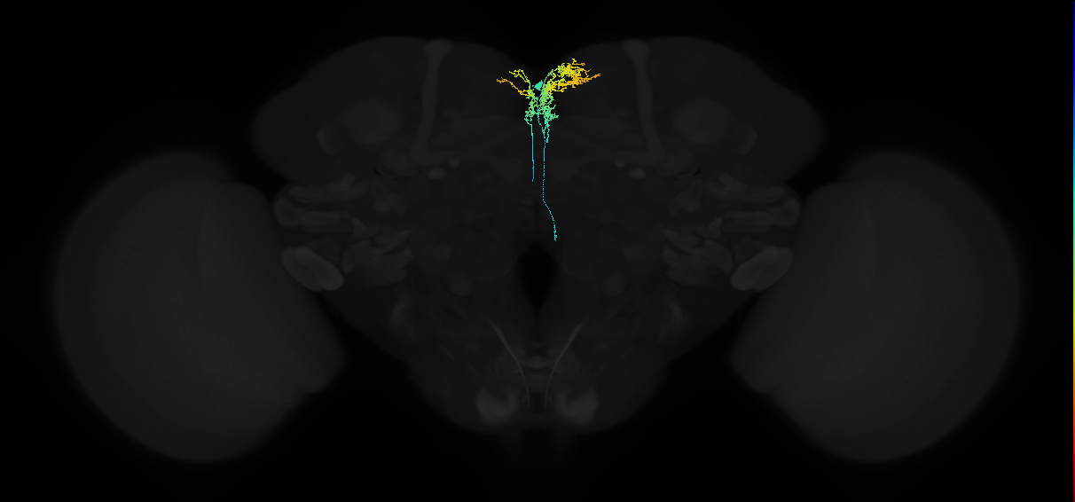 descending neuron of the anterior brain DNd01
