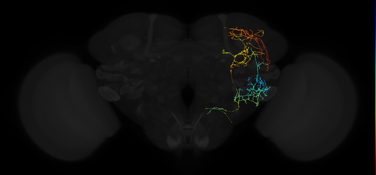 descending neuron of the gnathal ganglion DNg30