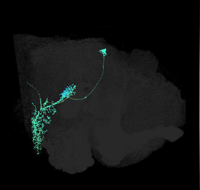 descending neuron of the posterior brain DNp02