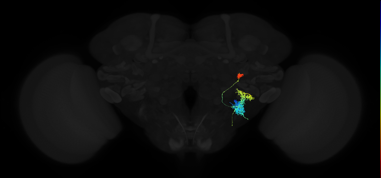 descending neuron of the posterior brain DNp02
