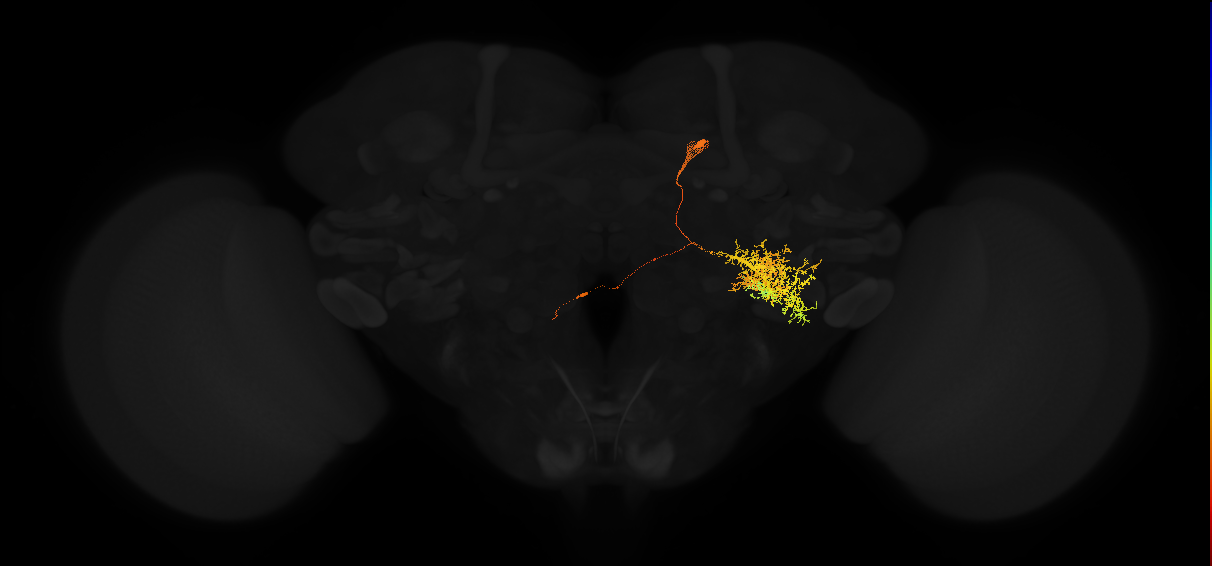descending neuron of the posterior brain DNp03