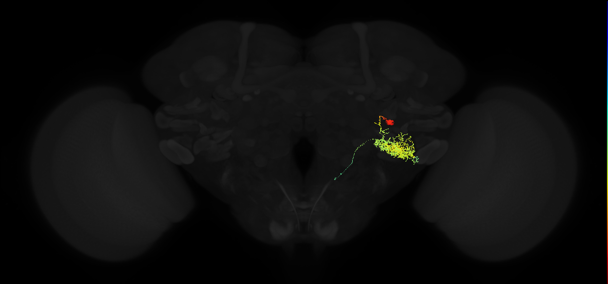 descending neuron of the posterior brain DNp04