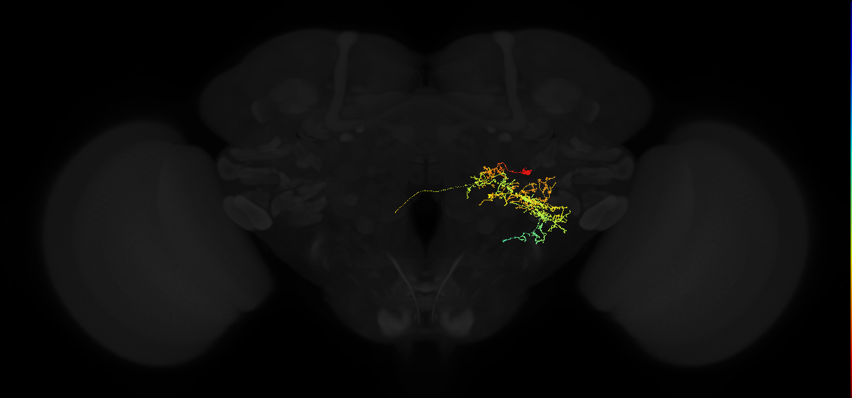 descending neuron of the posterior brain DNp05
