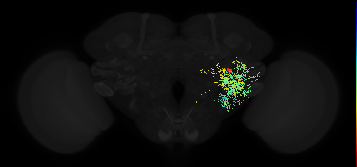 descending neuron of the posterior brain DNp06