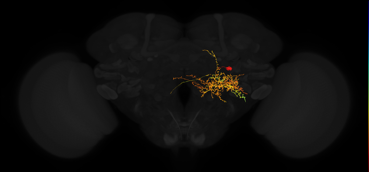 descending neuron of the posterior brain DNp07
