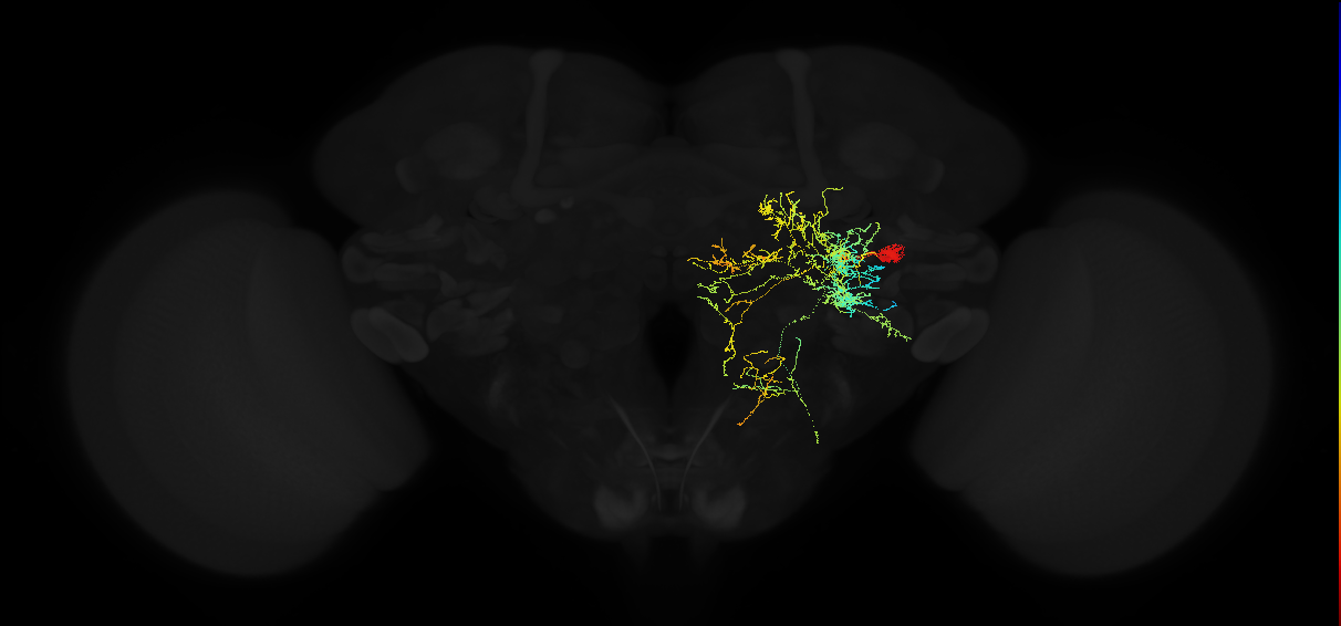 descending neuron of the posterior brain DNp09