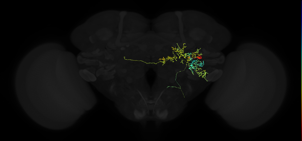 descending neuron of the posterior brain DNp09