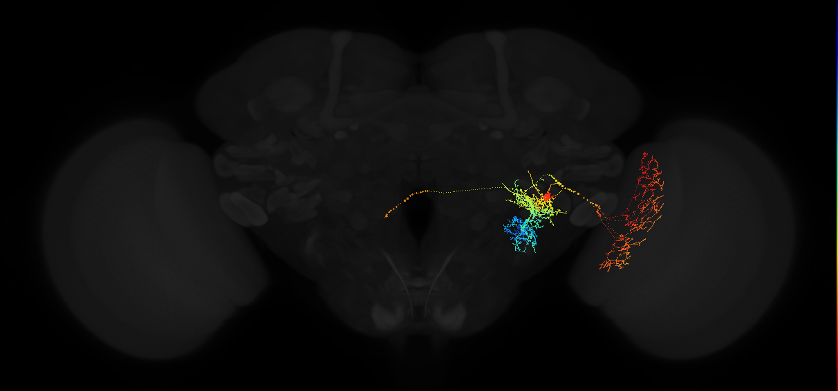 descending neuron of the posterior brain DNp11